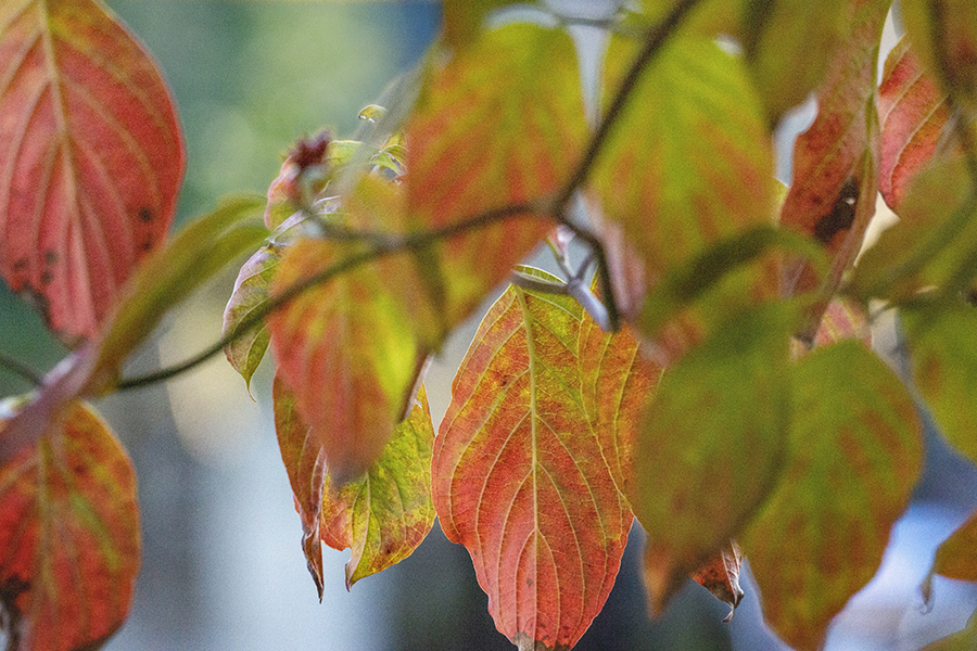 DSC00066  柿の葉 暖簾