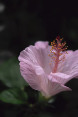 DSC01864 梅雨明けの予感