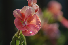 DSC03169  この枝の花も一つの家族かな