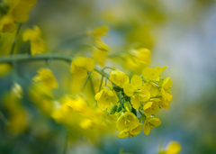 DSC01495.追憶 そよ風と菜の花