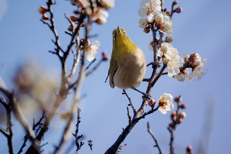 やあ！よろしくね　DSC02612