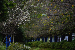 DSC04551  十月桜と桜の紅葉