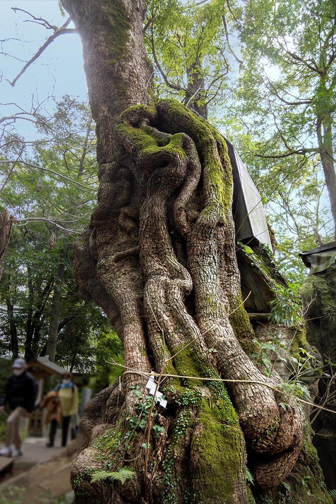 DSC04151-1 樹齢二千年-2