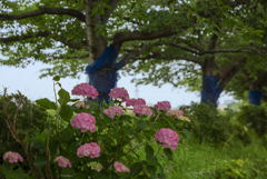 DSC06337. 朝の遊歩道