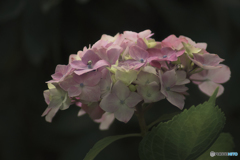 参道の紫陽花-4
