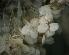 DSC01005. 紫陽花のミイラ？