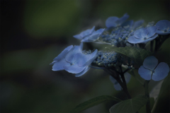 DSC05914 青い妖精たち