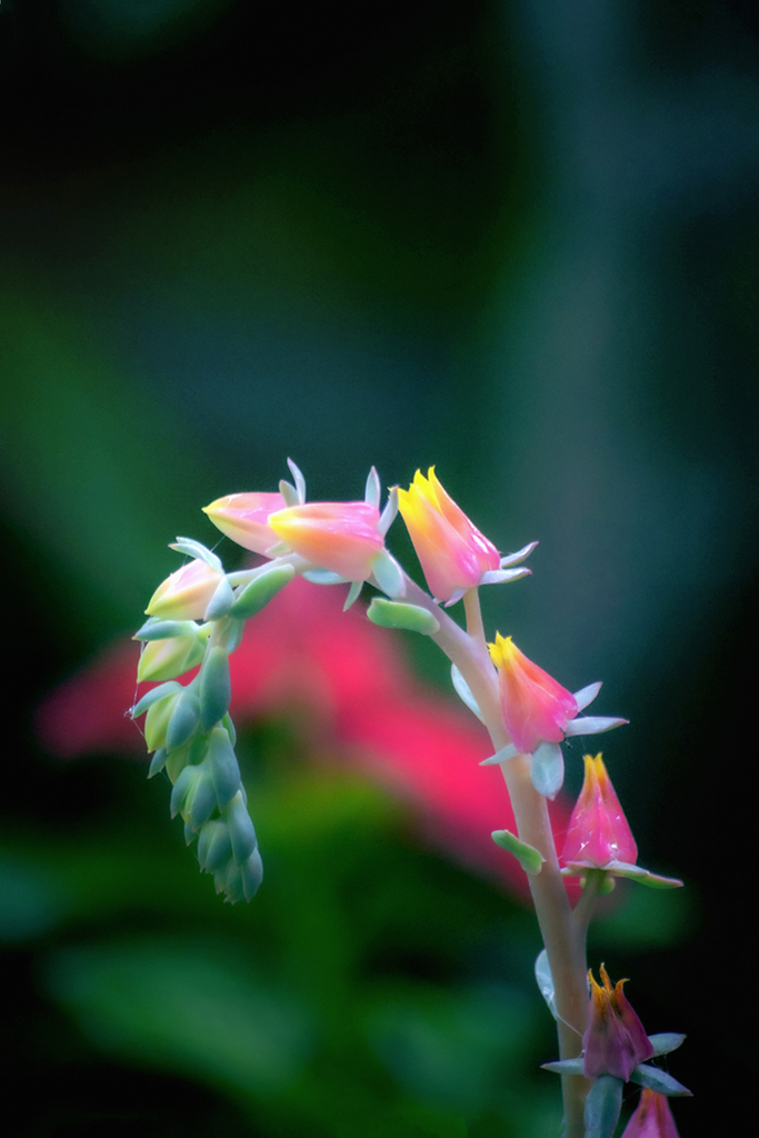 DSC01875. 多肉植物 エケベリア エレガンスの花
