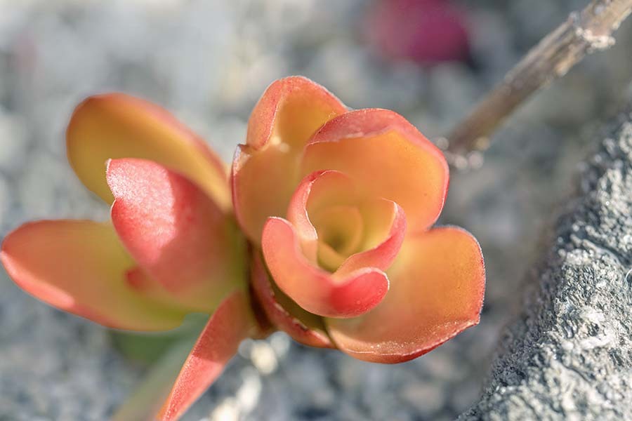 DSC09668. 日溜りの木瓜