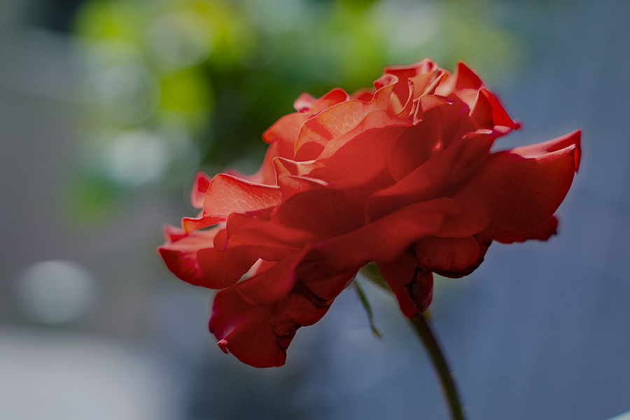 DSC09083. 紅(くれない)の薔薇