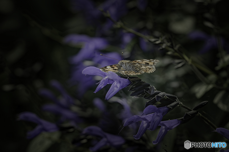 DSC00086- サルビアと蝶 HDR