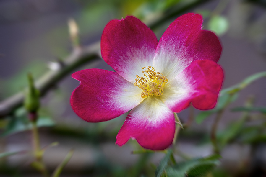 DSC09061. 冬薔薇