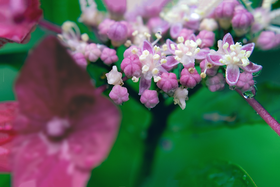 DSC02014. 紫陽花の児等