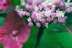 DSC02014. 紫陽花の児等