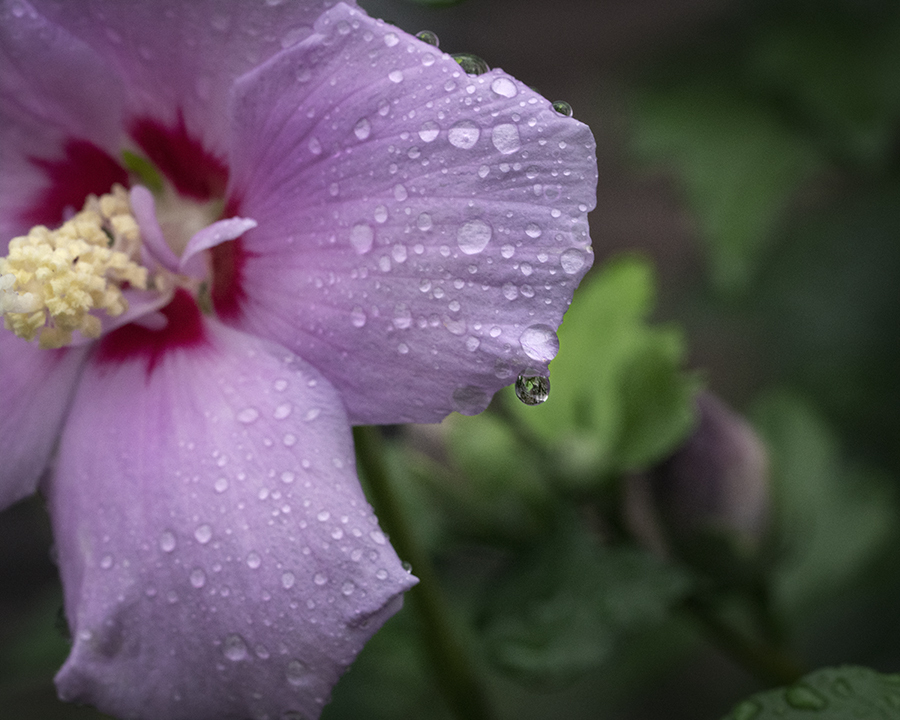 DSC09325. 梅雨が創る水玉ワールド