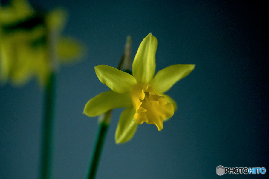 DSC05525-鉢植えの水仙-早春の美少年