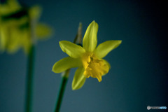 DSC05525-鉢植えの水仙-早春の美少年