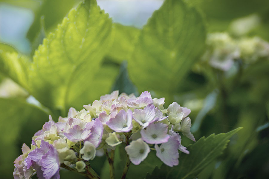 DSC03035 朝の紫陽花