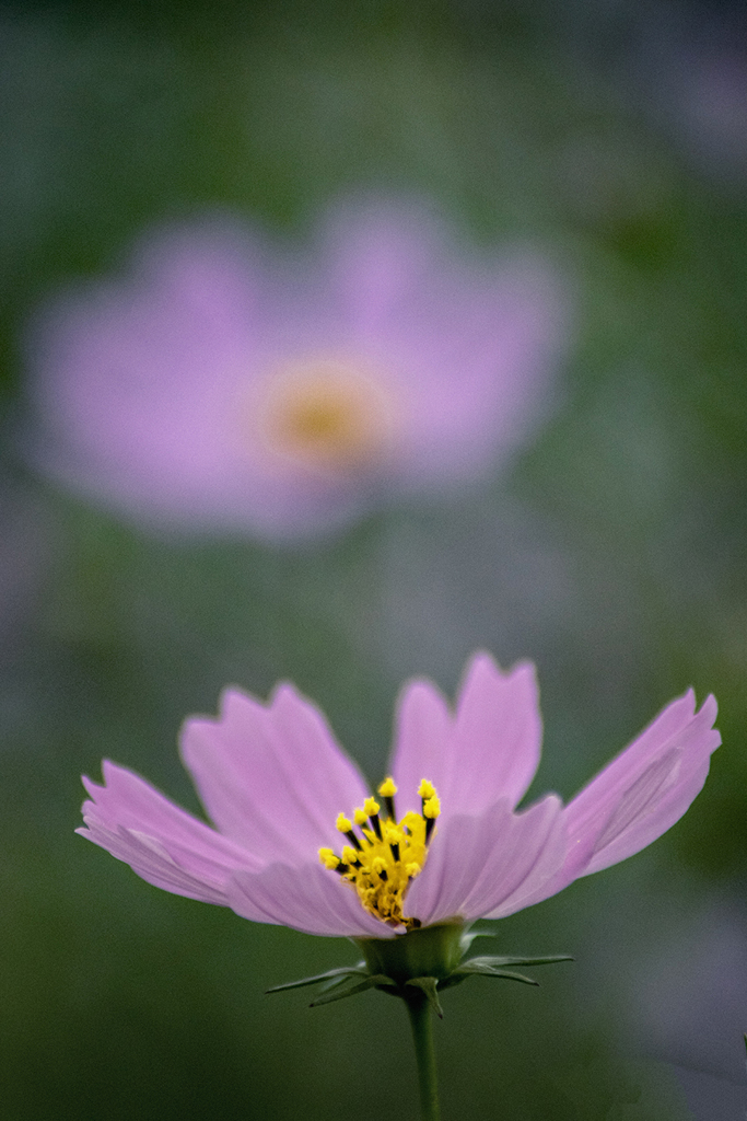 DSC00917.  cosmos