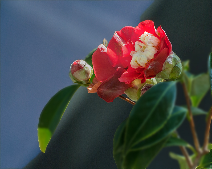 DSC06853 春光は芽ぐむ