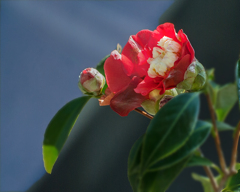 DSC06853 春光は芽ぐむ