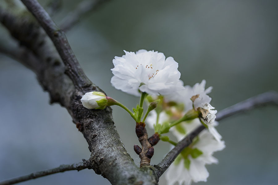 DSC04590  十月桜靄の中