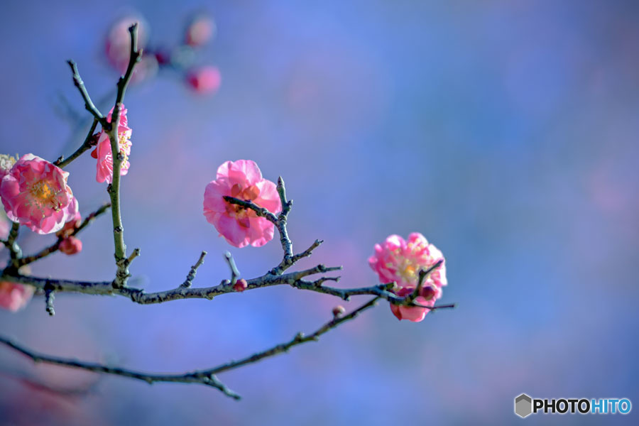 DSC06536-青空に-1紅梅