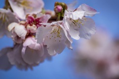 DSC07512. 朝の安行桜