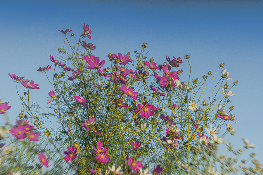 DSC00228. コスモスの花は今でも咲いて居ますか