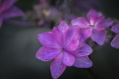 DSC00697 花びら達の朝