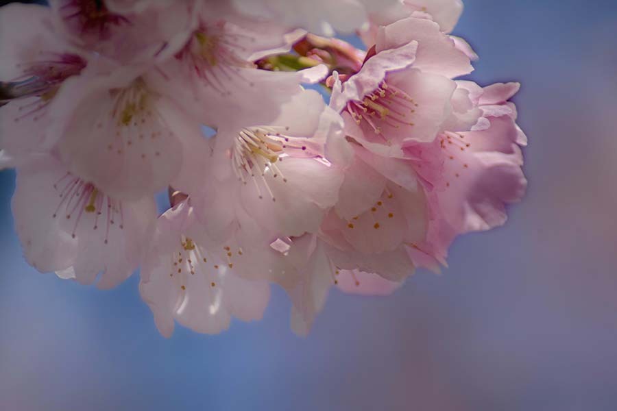 DSC00328.  一房の桜