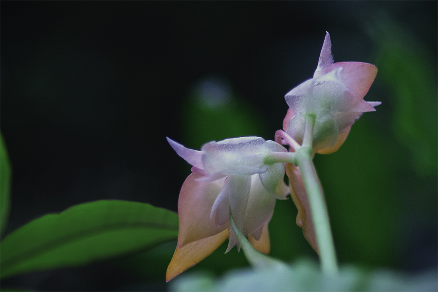 DSC01609-  花のメルヘン