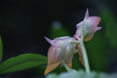 DSC01609-  花のメルヘン