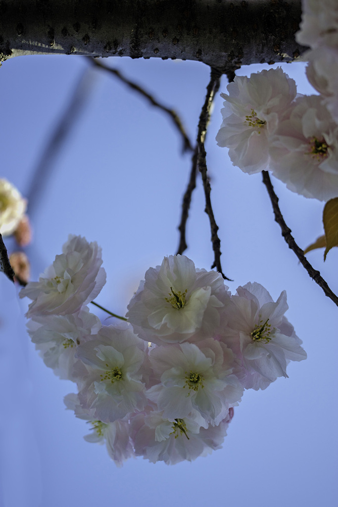 DSC00676八重桜-5