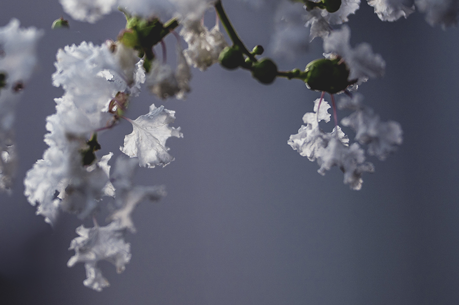 DSC01777  白い百日紅-2