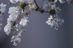 DSC01777  白い百日紅-2