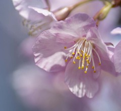 DSC02203  陽に映える河津桜