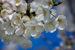 DSC01066 新しい時代が来る年の桜