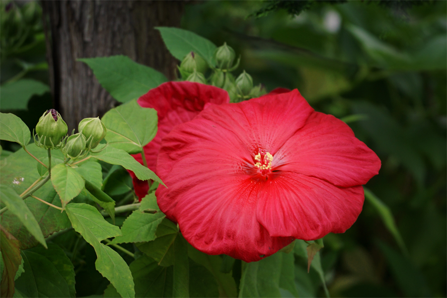 夏が来ました　赤い芙蓉です