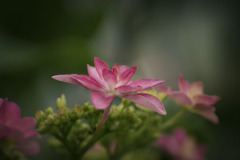 花曇りの朝にて