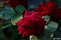 紅の薔薇