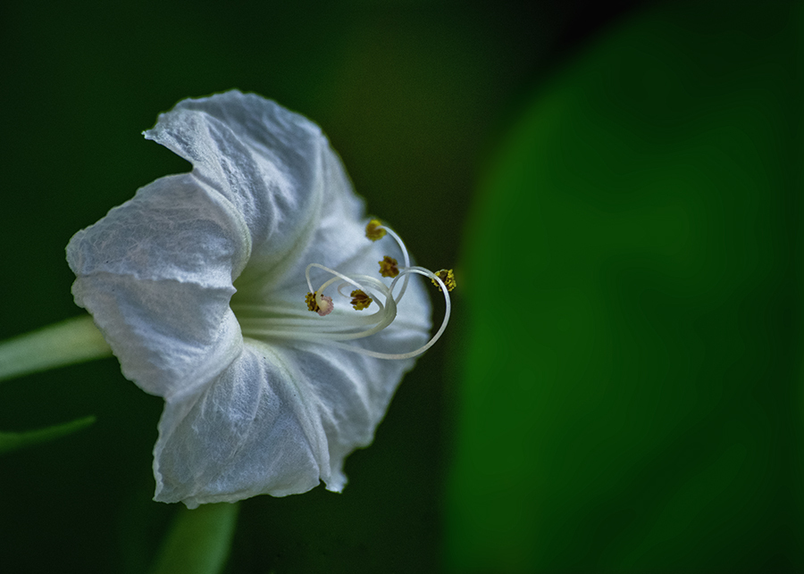 DSC04857 花の素顔