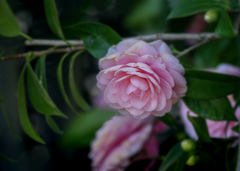 乙女椿　DSC02845