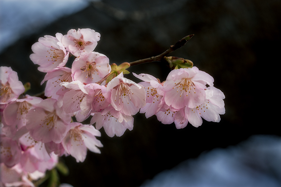 DSC00124. 弐月の桜