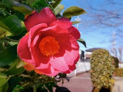 日溜まりの山茶花　P1060088