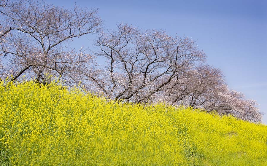 DSC07892. 令和の始め春景色