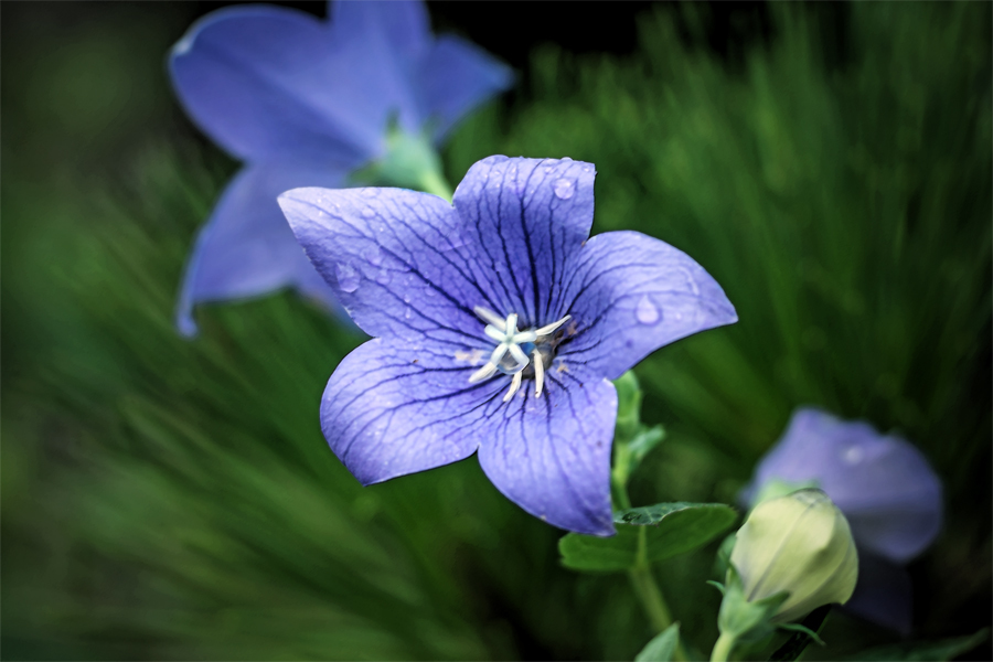 桔梗物語　時雨止む