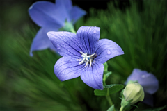 桔梗物語　時雨止む