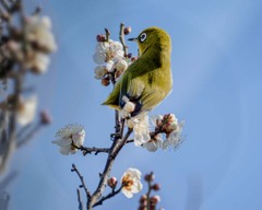 ハイ ポーズ　DSC02617