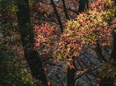 DSC01338 平林寺参道の紅葉